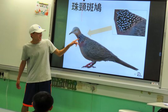 Our tutor introducing the neck features of a Spotted Dove.