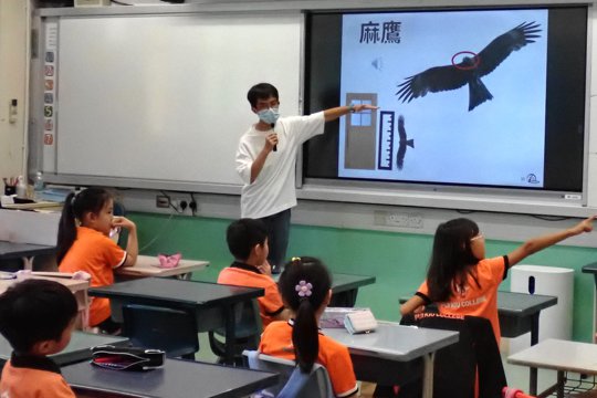 Our tutor introducing body features of a Black Kite.