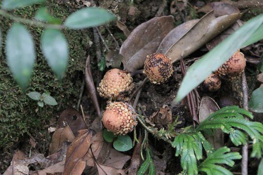 Don’t underestimate kids’ perception! Well spotted of <i>Balanophora harlandii</i> under the shrubs