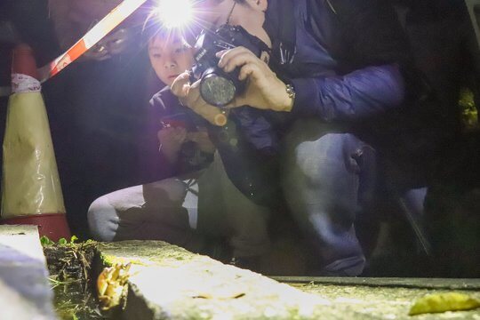 Reptiles and Amphibians Night Safari - what were they looking at?