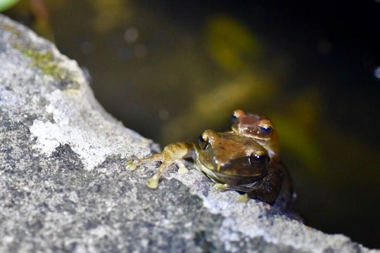 Oh! A pair of Brown tree frogs (<i>Polypedates megacephalus</i>)!