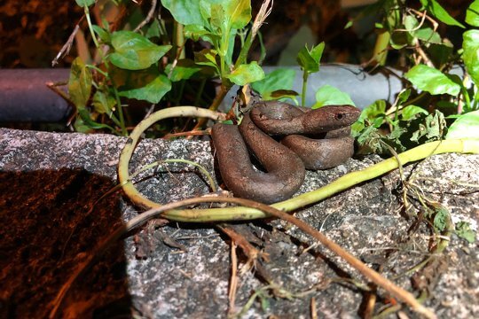 Look! A tiny Mock Viper (<i>Psammodynastes pulverulentus</i>)!