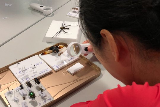 It’s fun to observe specimens of insects!