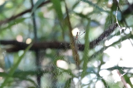 BlackRock (Hong Kong Branch) – Forest Exploration