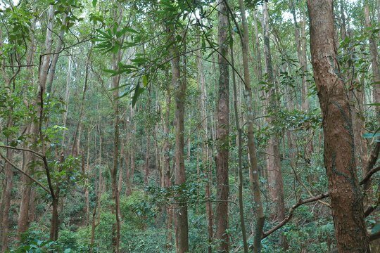 Brisbane Box exotic tree plantation