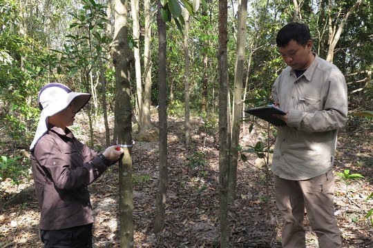 Monitoring tree growth