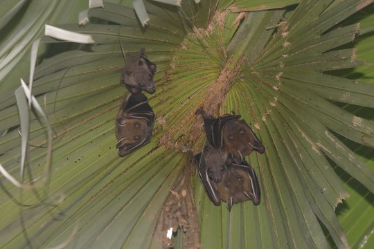 Short-nosed Fruit Bat