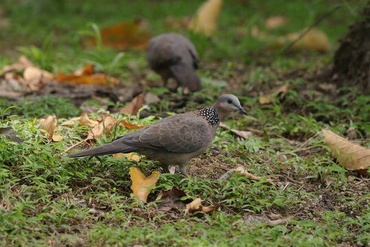 珠頸斑鳩