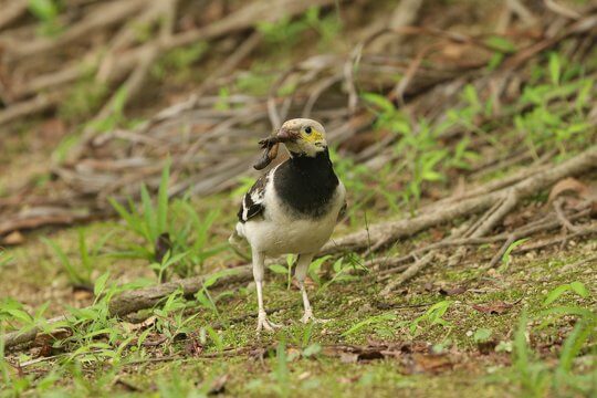 Black-collared Starling