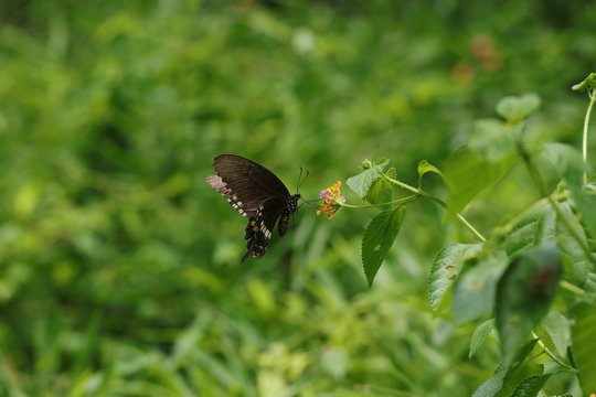 Common Mormon