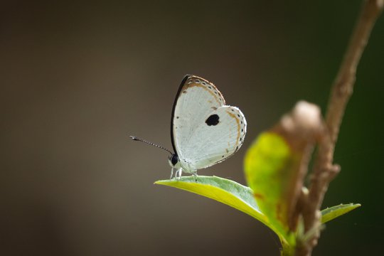 黑丸灰蝶