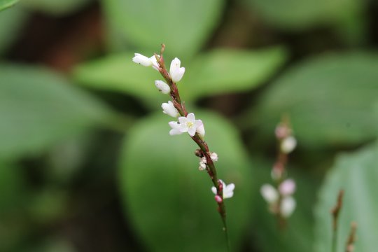 Lovely Knotweed