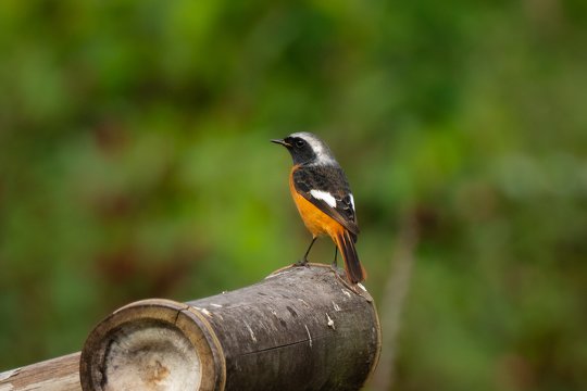 Daurian Redstart