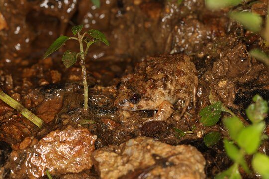 Lesser Spiny Frog