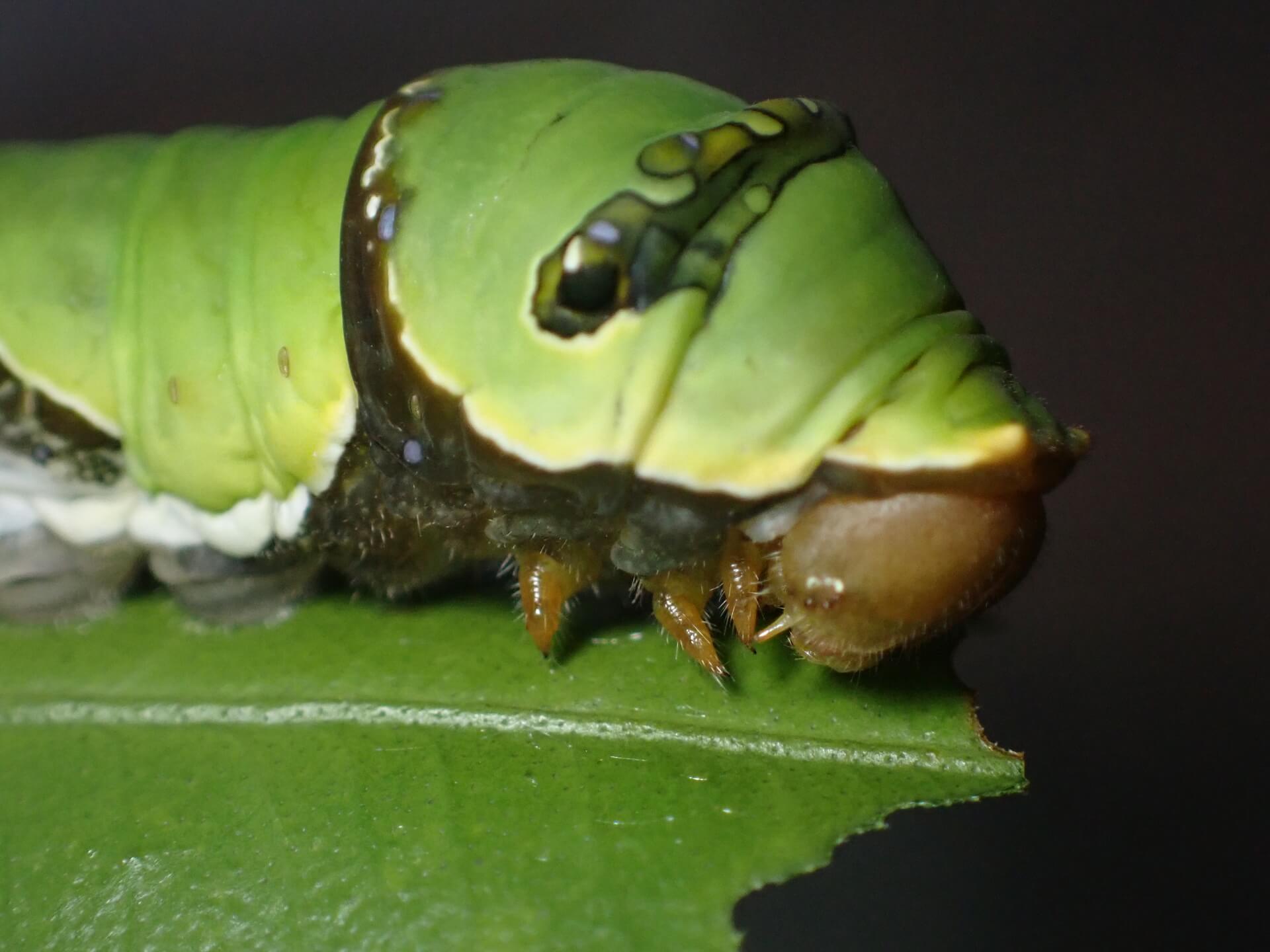 Family Fun Day: The Butterfly Life Cycle Adventure