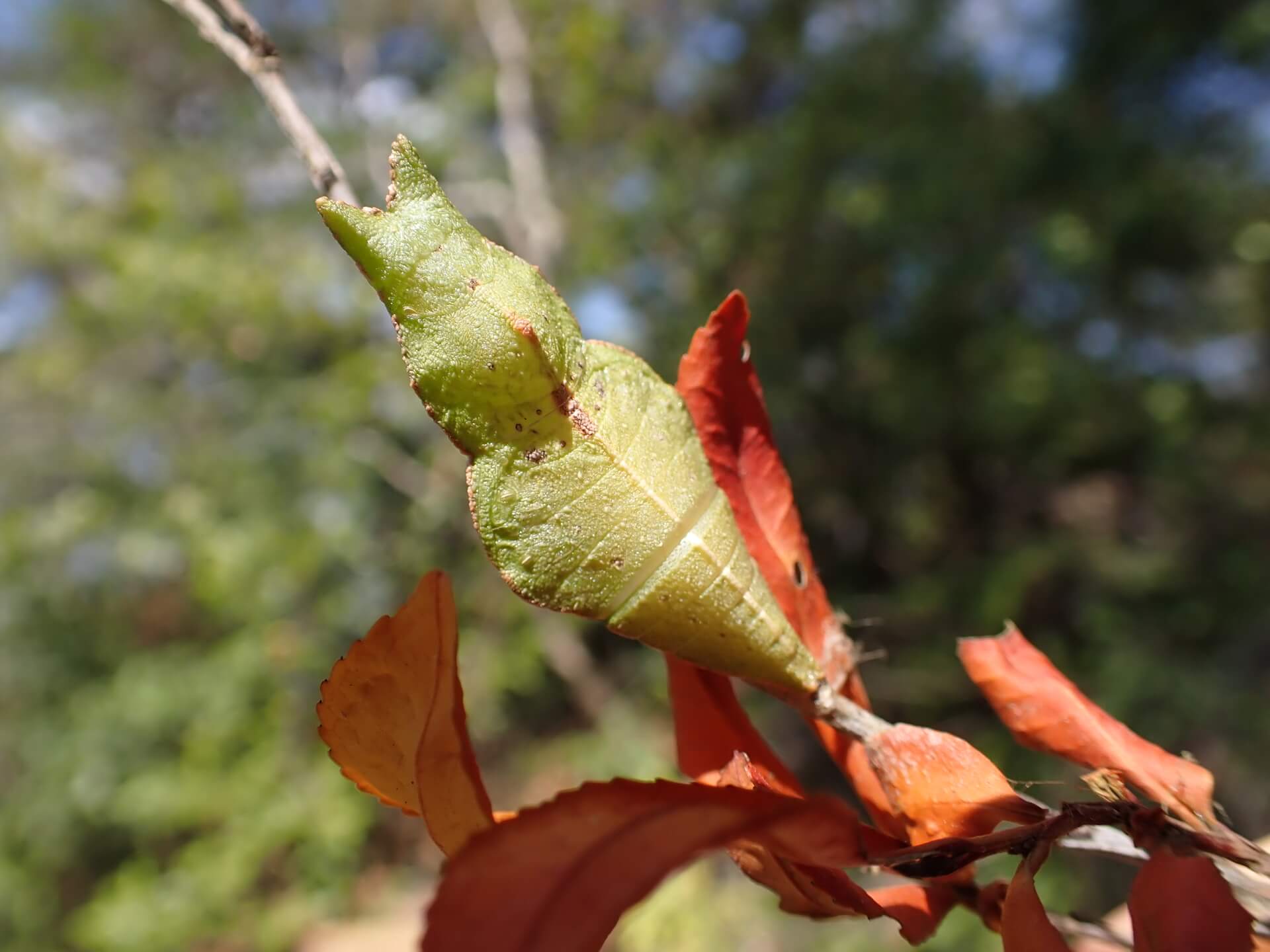 Family Fun Day: The Butterfly Life Cycle Adventure