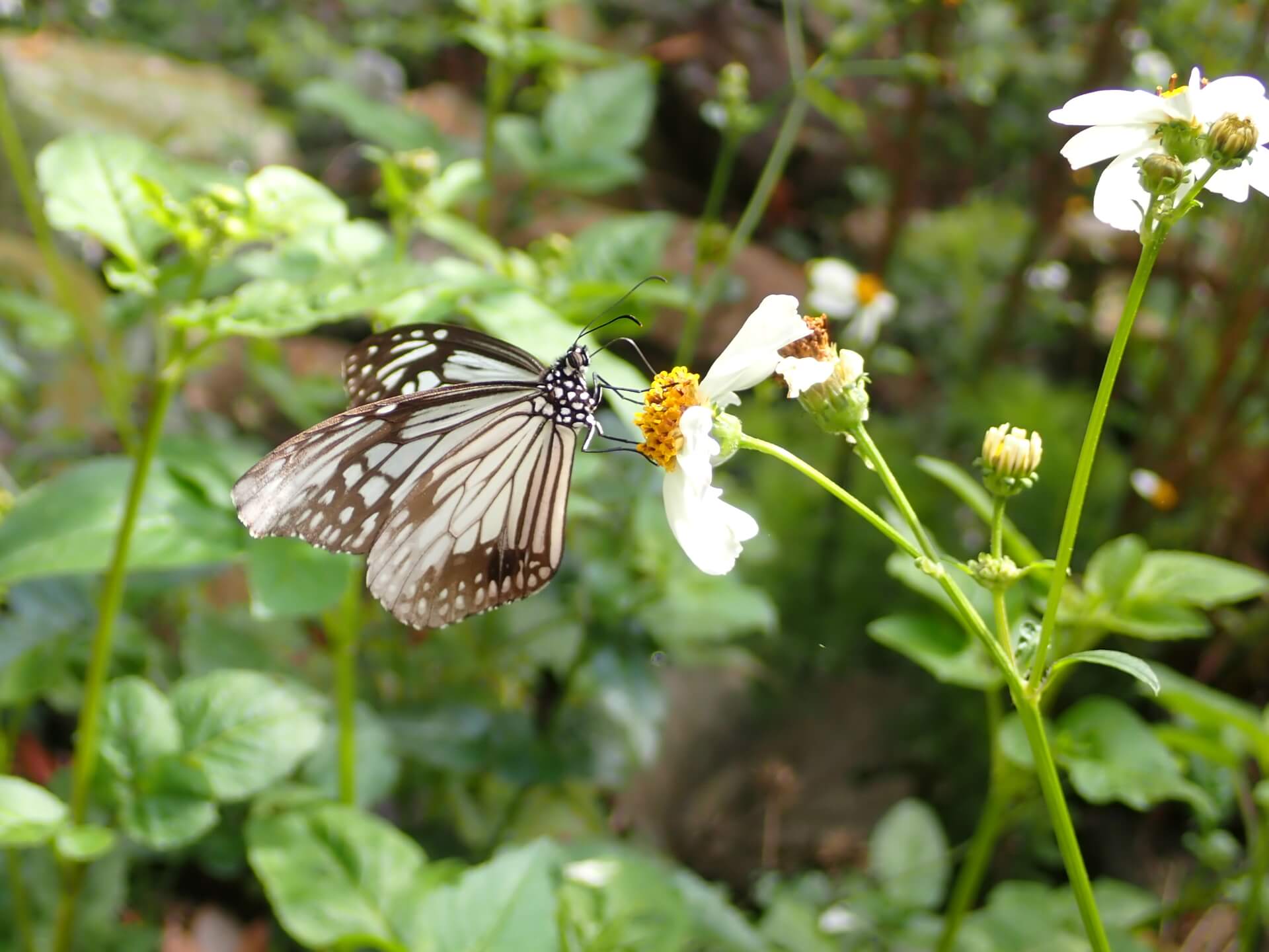Family Fun Day: The Butterfly Life Cycle Adventure