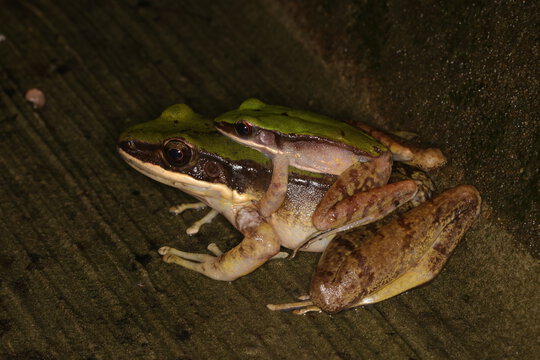 夜探兩爬生態