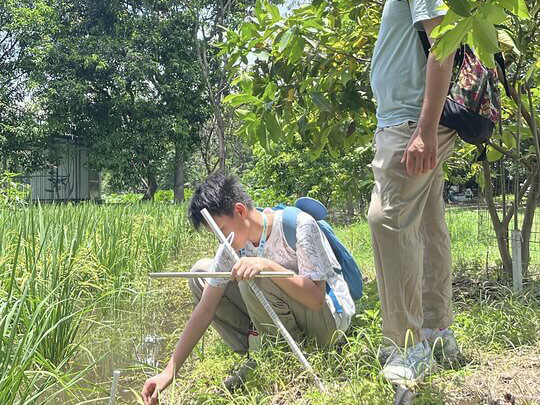 [Group A &ndash; Golden Apple Snails]Students set up experimental devices in the rice fields of Ho Sheung Heung to study the environmental preferences of golden apple snails when choosing egg-laying sites.