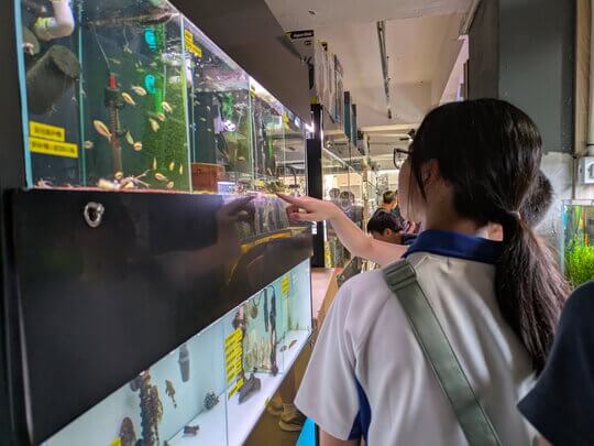 [Group B &ndash; Snakehead Fish]Students conducted a market survey on the Goldfish Street to track and record any potential invasive snakehead species sold in aquarium shops.