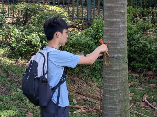 [Group C &ndash; Blue-crested Lizards]Students used handmade lizard decoys in field experiments to test effective methods for attracting and monitoring blue-crested lizards.